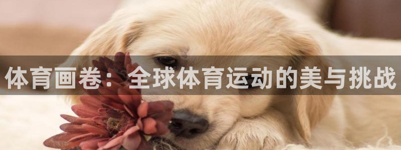 MK体育官网下载招商电话：体育画卷：全球体育运动的美