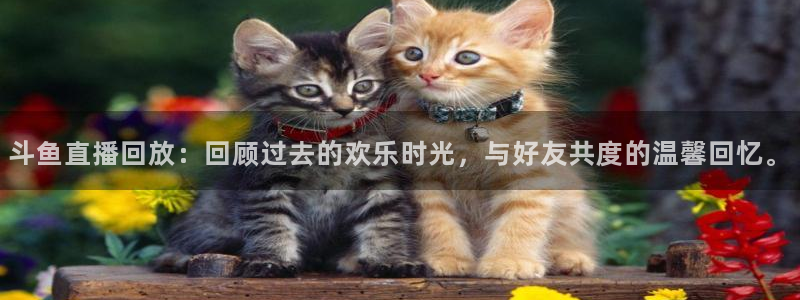 so米直播平台：斗鱼直播回放：回顾过去的欢乐时光，与好友共度的温馨回忆。